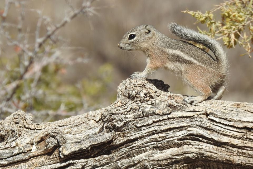 Texas Antelope Squirrel (Ammospermophilus interpres)