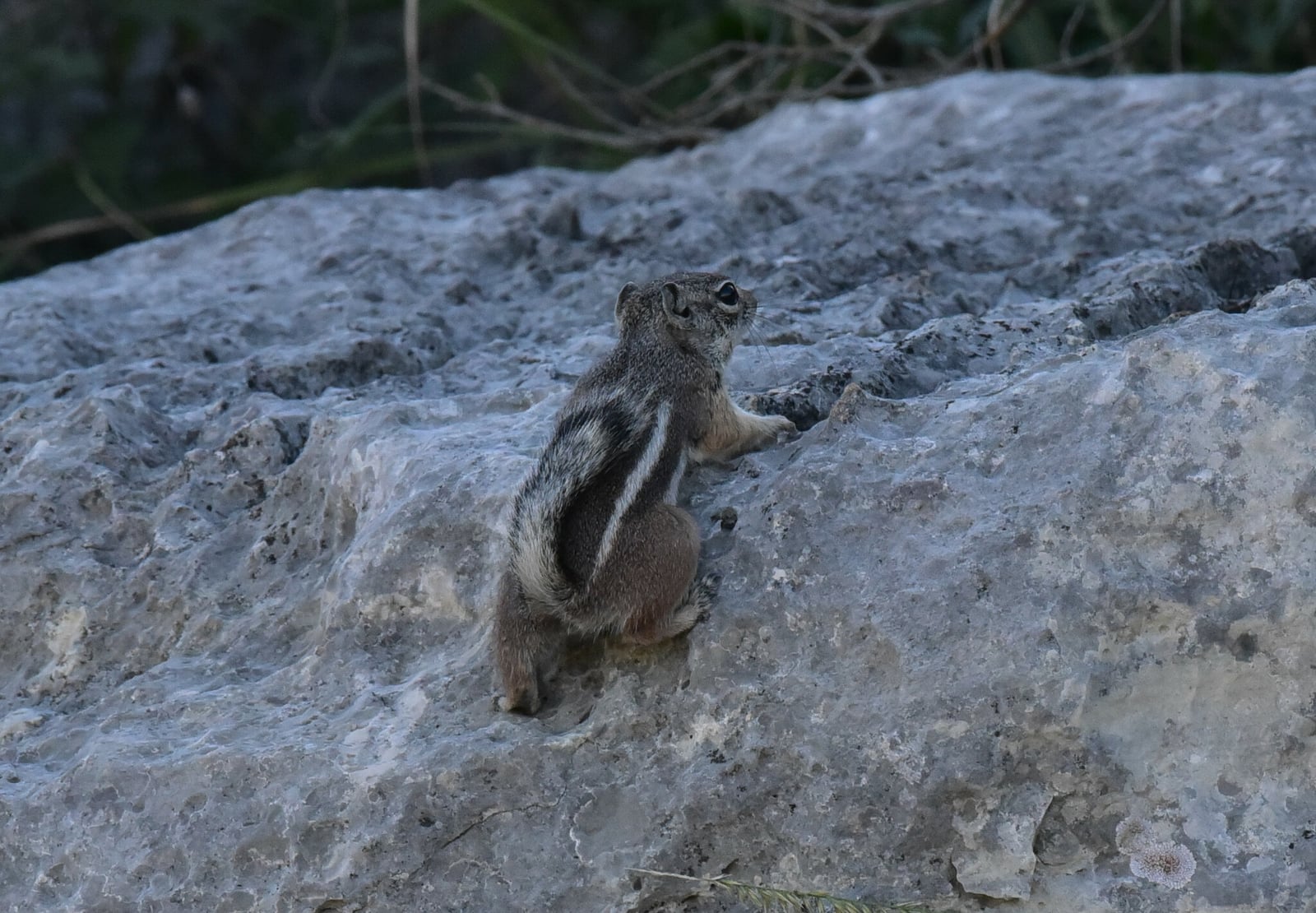 Texas Antelope Squirrel (Ammospermophilus interpres)