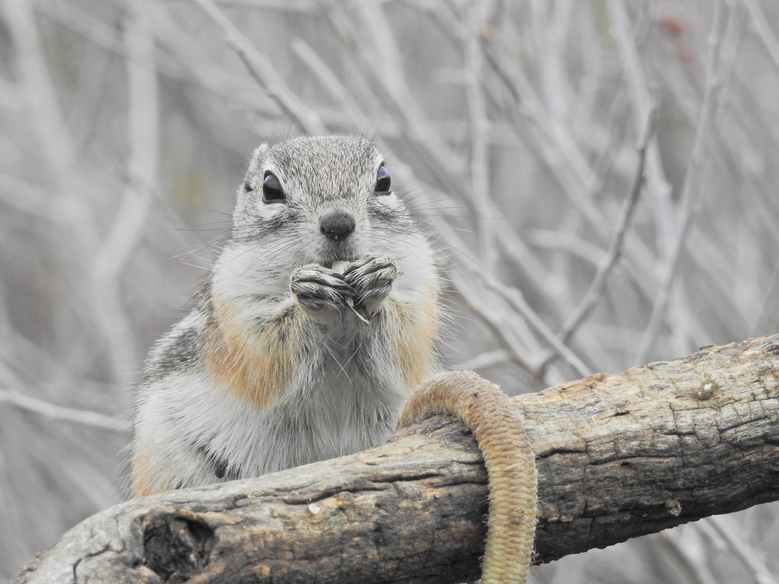 Texas Antelope Squirrel (Ammospermophilus interpres)