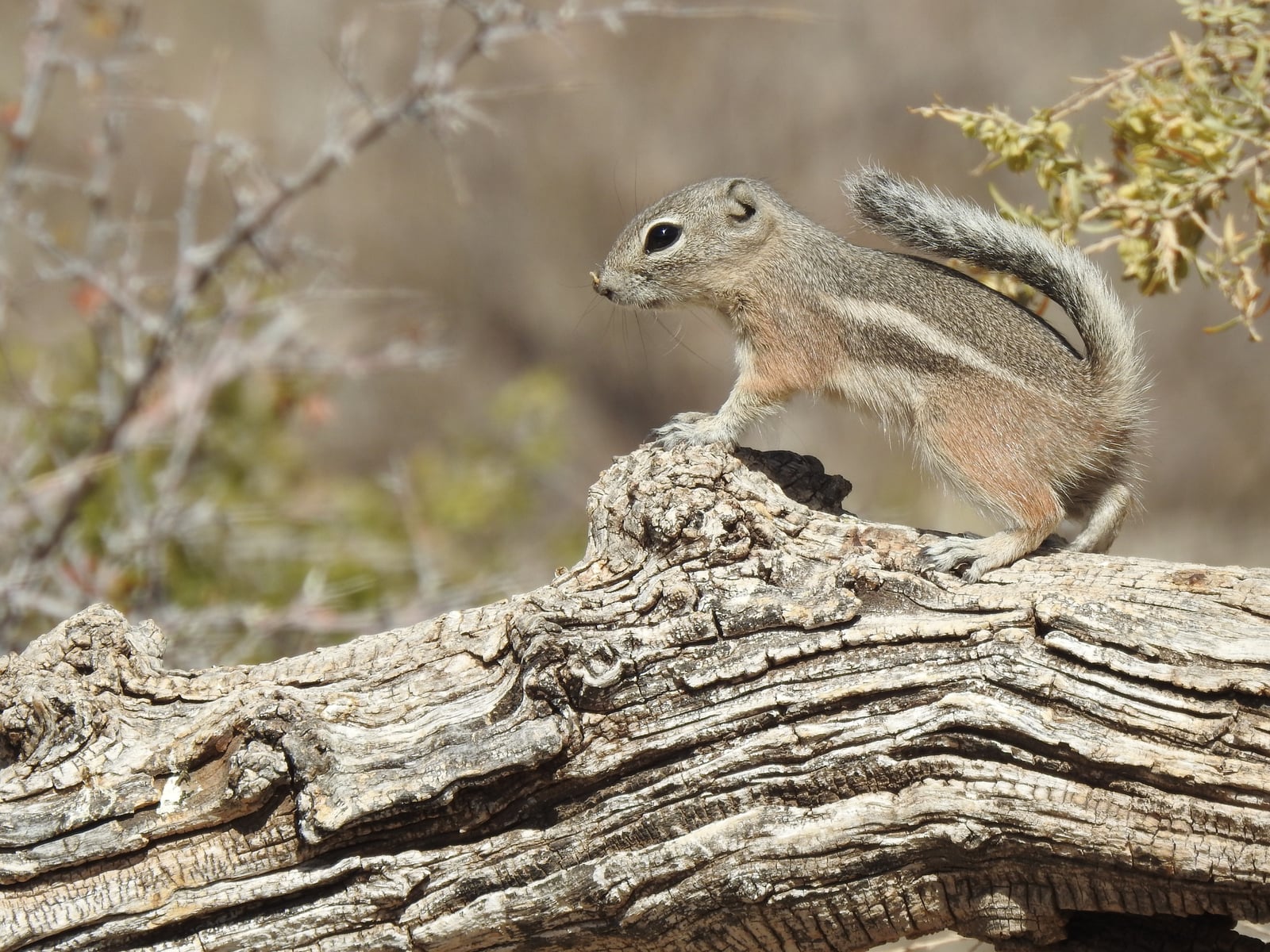 Live Texas antelope squirrel perched on a fallen log, side stripe visible