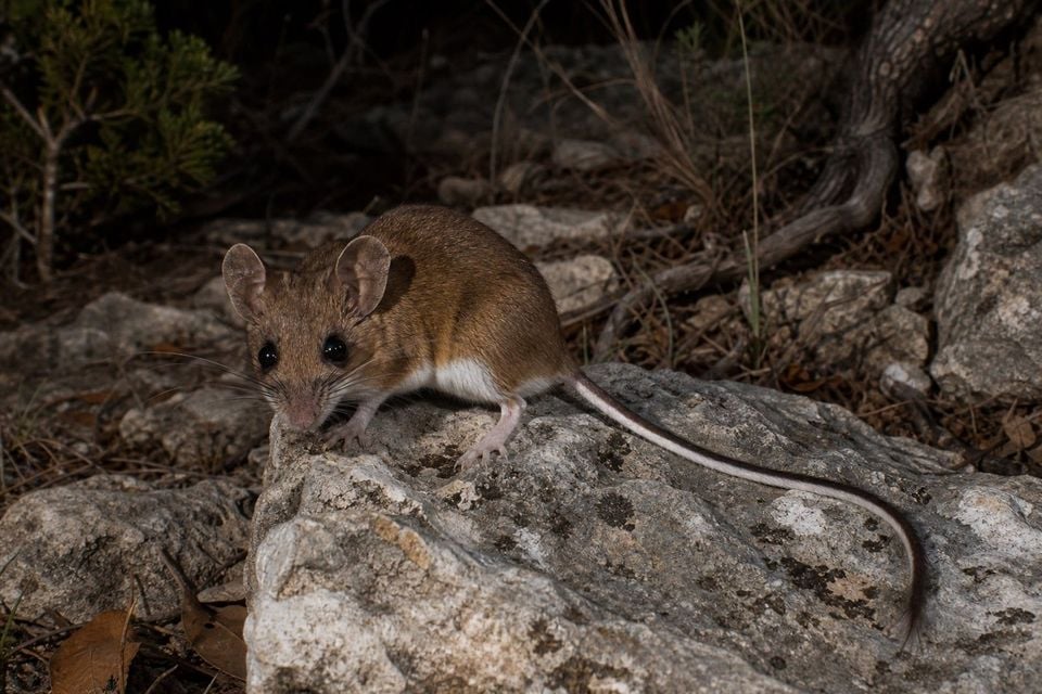 AI-generated image: Texas Deermouse in three-quarter view standing on limestone rocks at night. No public-domain photograph of this species exists. This image was generated with AI from verified reference material and reviewed by our editorial team for accuracy