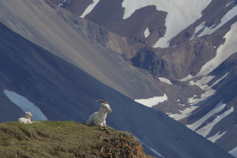 Dall Sheep (Ovis dalli) (14262651050)