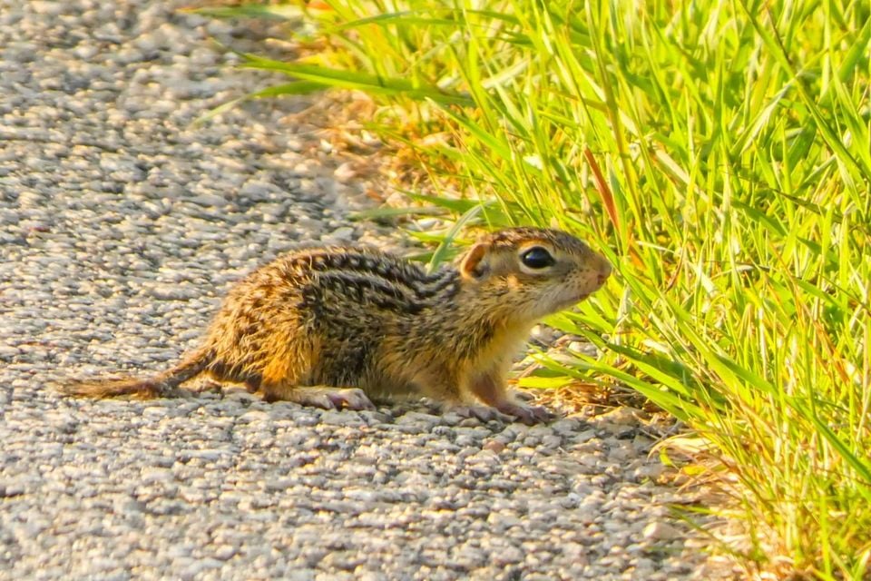 Thirteen-lined ground squirrel crouched beside short grass