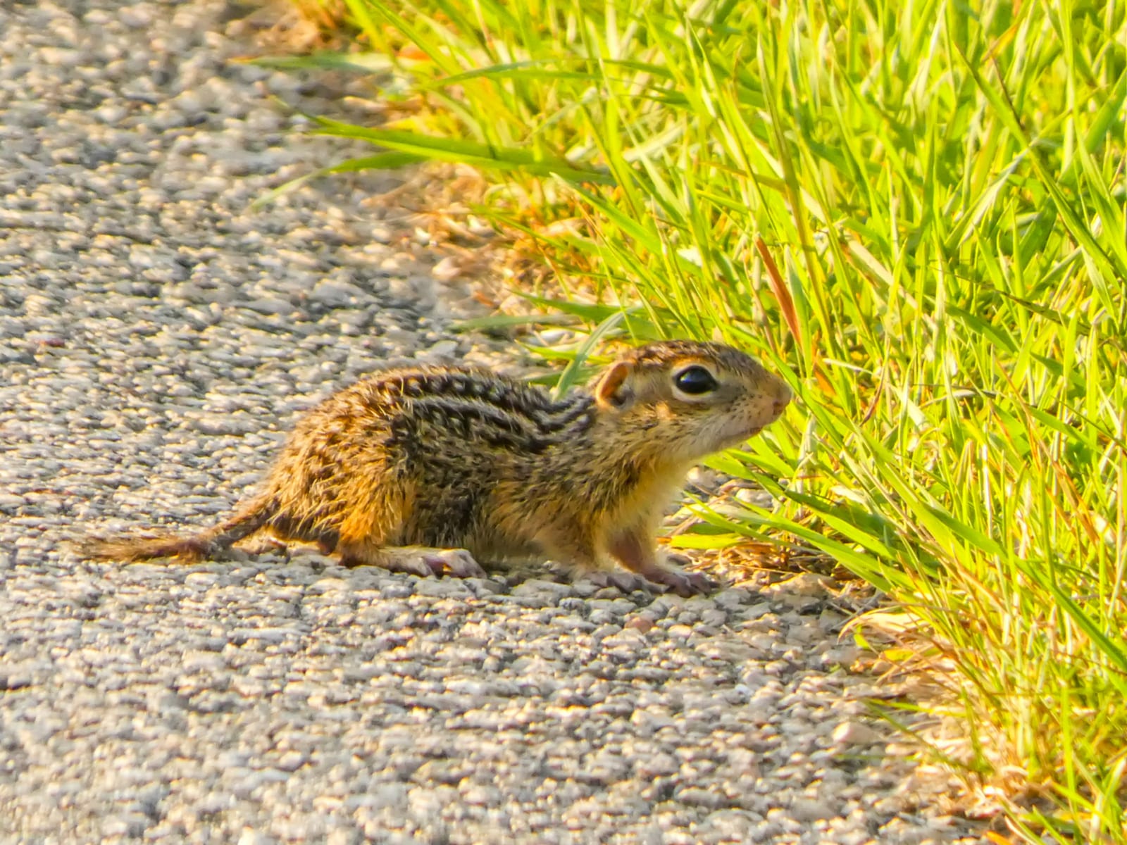 Thirteen-lined ground squirrel crouched beside short grass