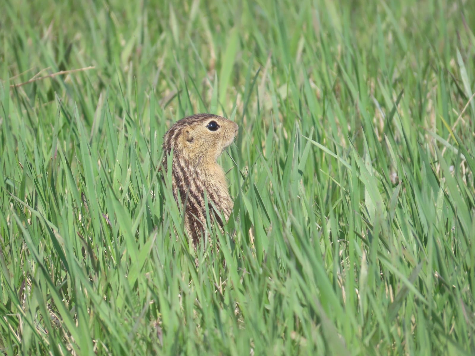Thirteen-lined ground squirrel standing upright in prairie grass