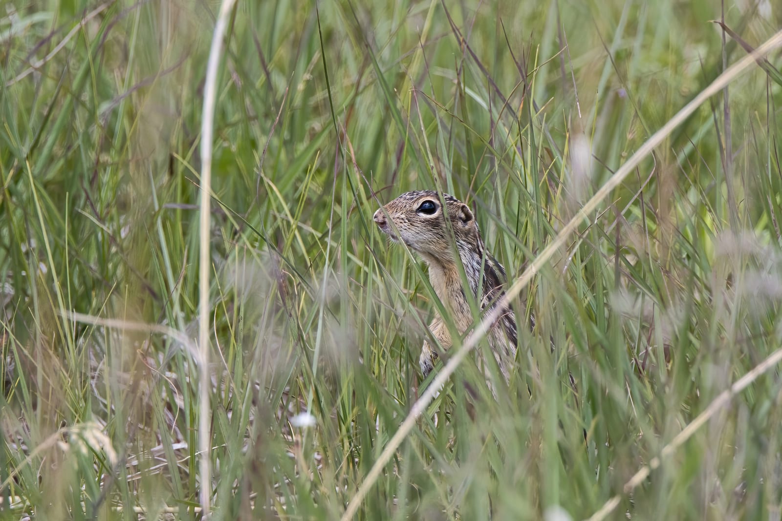 Thirteen-lined ground squirrel rising from green lawn grass