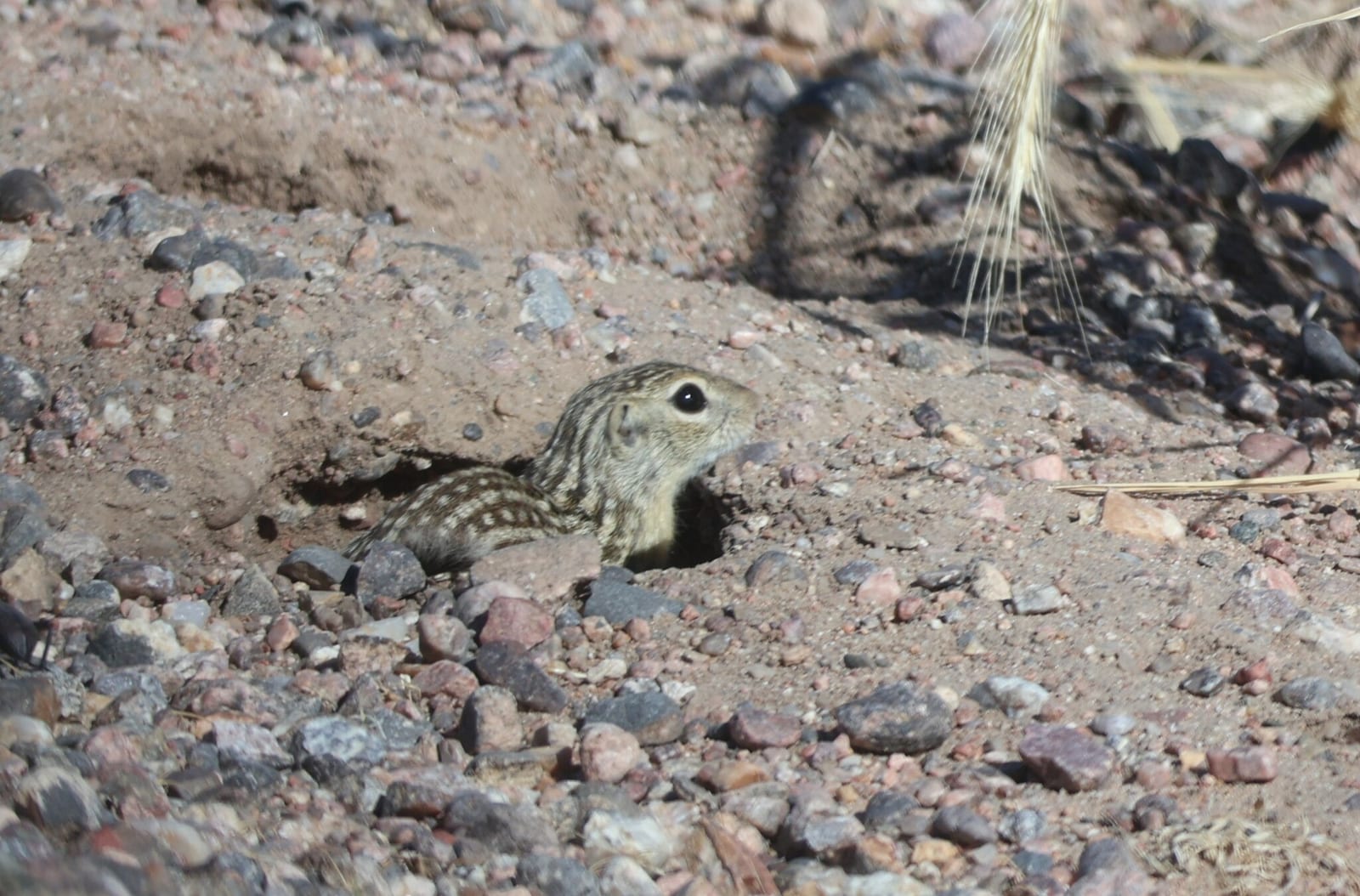 Thirteen-lined ground squirrel peering from a burrow entrance
