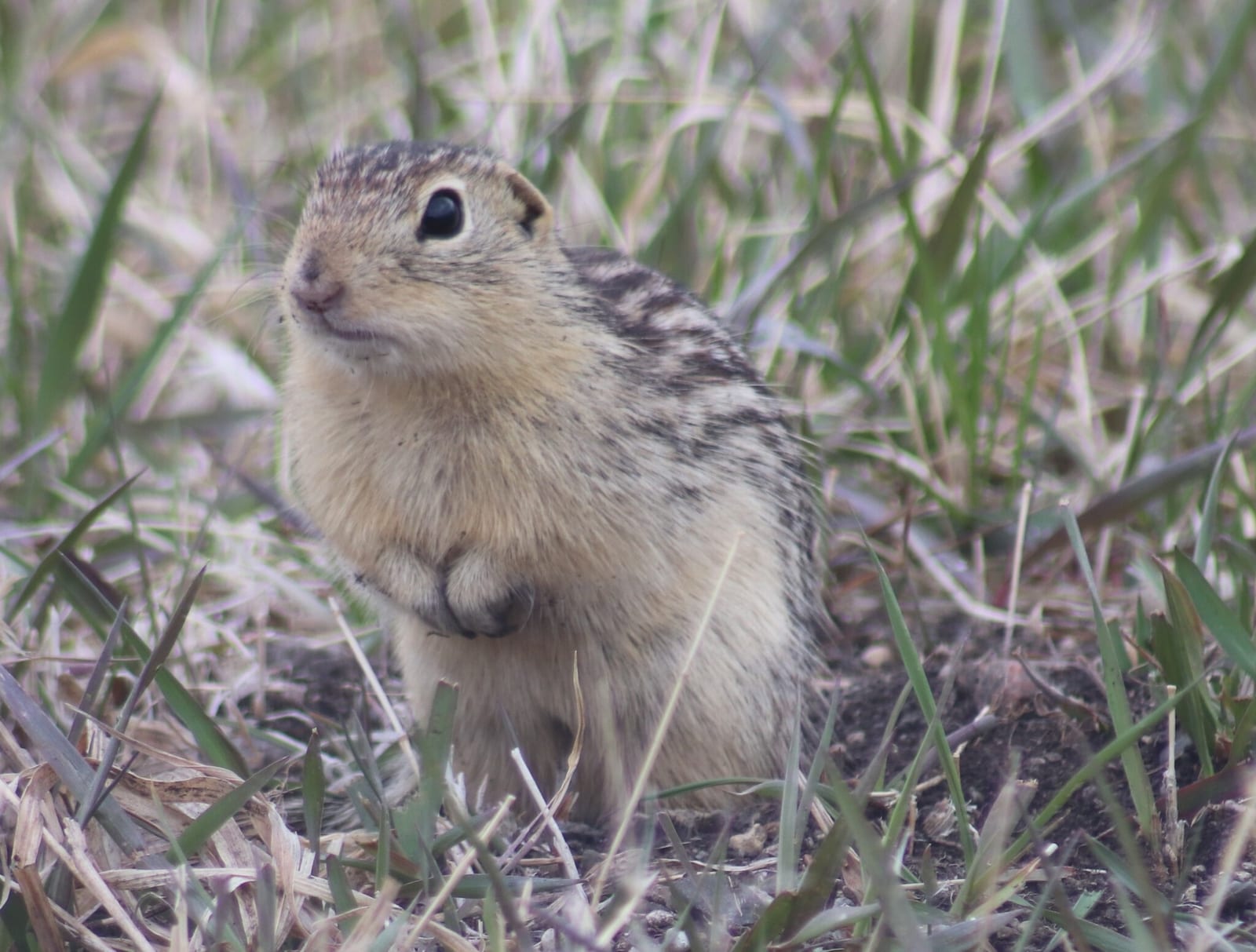 Thirteen-lined ground squirrel close portrait in dry grass