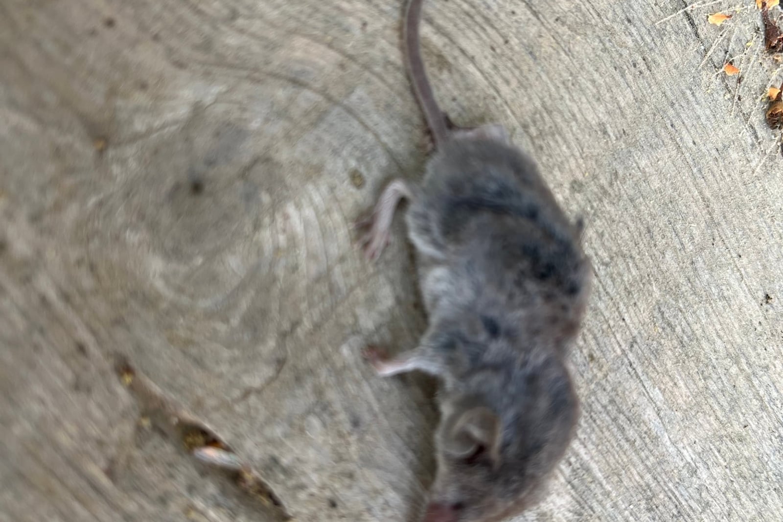 Live Ticul's desert shrew walking across a wooden deck, pink pointed snout visible