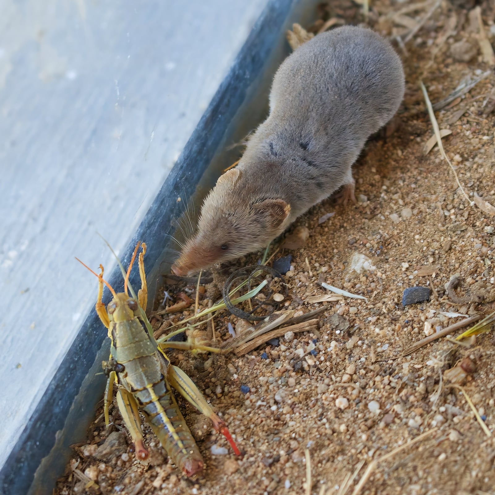 Ticul’s desert shrew (Notiosorex tataticuli)