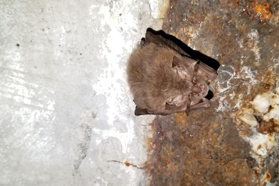 Townsend's big-eared bat roosting on a cave wall