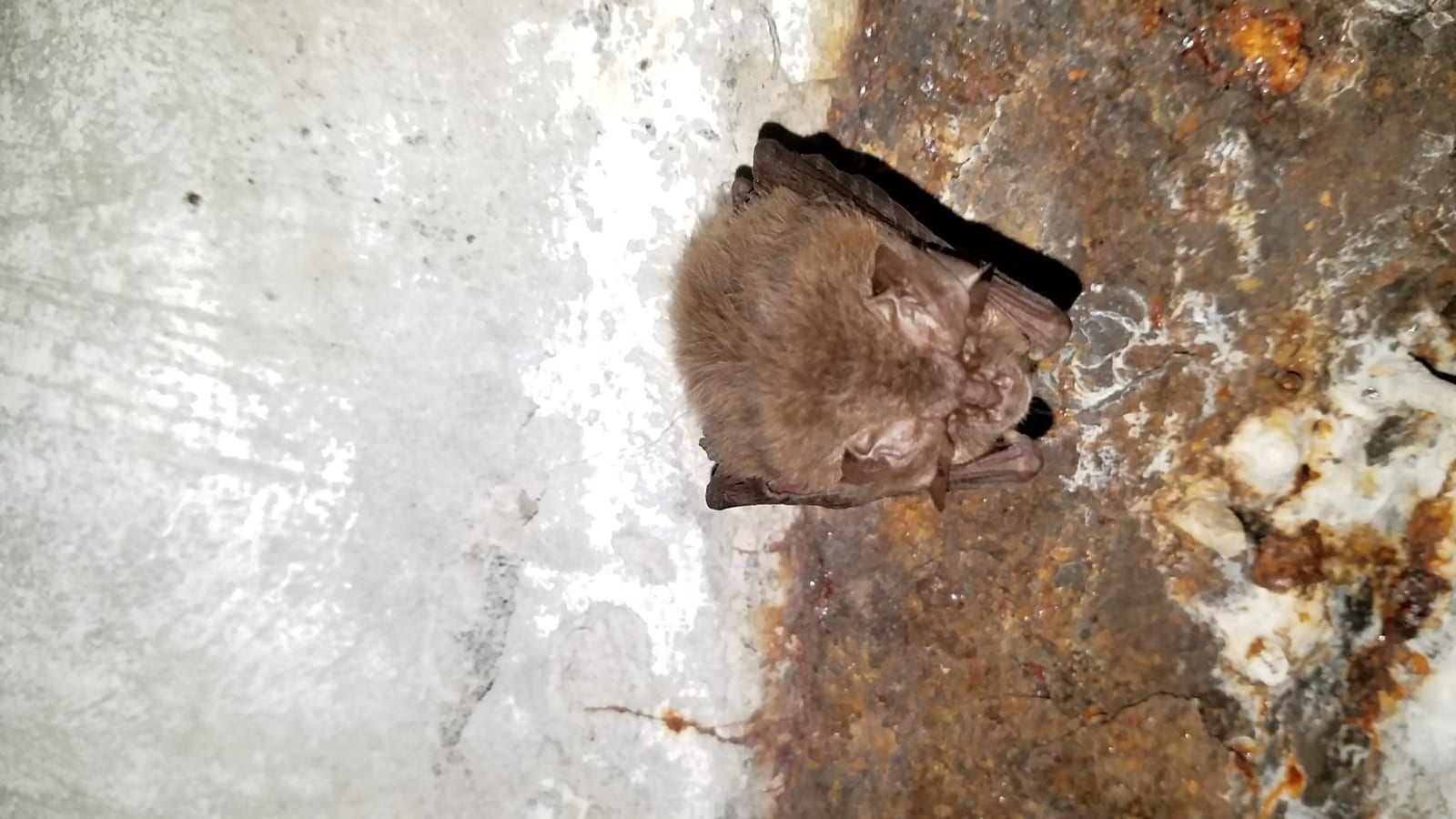 Townsend's big-eared bat roosting on a cave wall