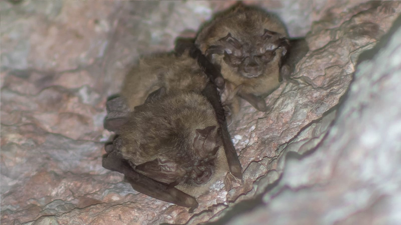 Townsend's big-eared bats tucked into a rock crevice