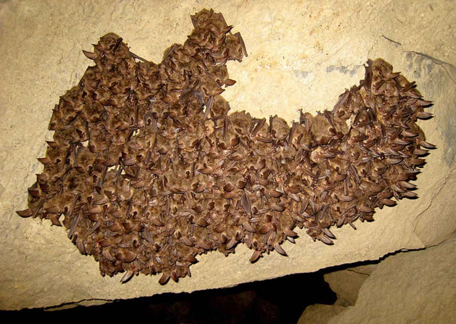 Cluster of hibernating Virginia big-eared bats on a cave ceiling