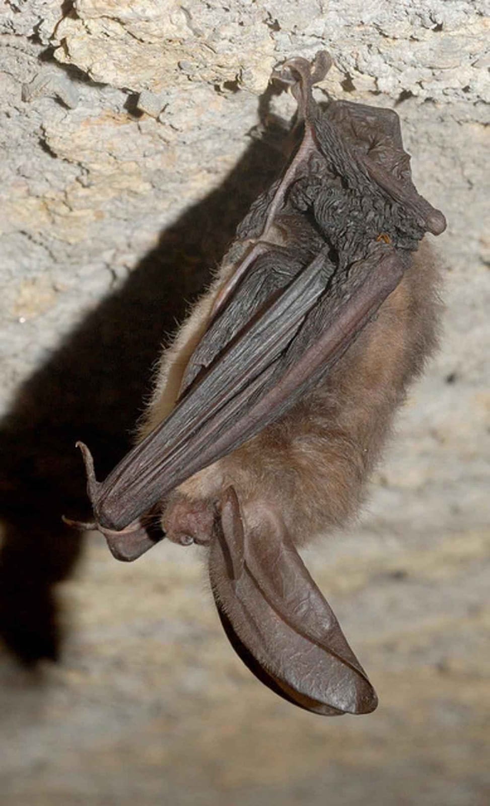 Virginia big-eared bat hanging from a stone wall