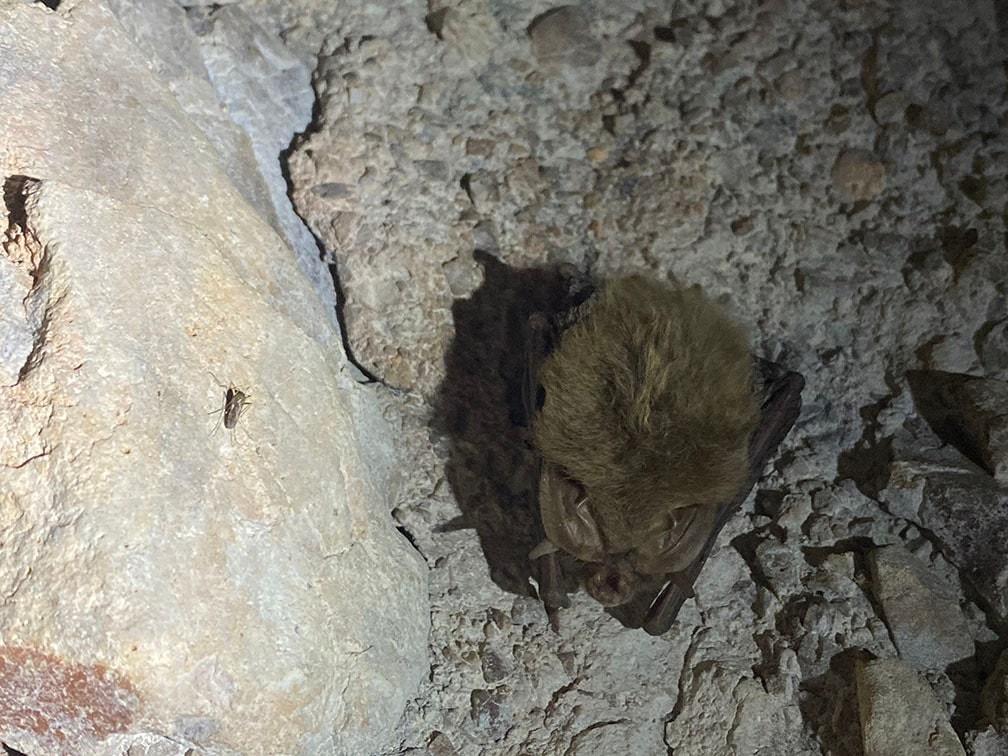 Townsend's big-eared bat roosting in a rocky crevice