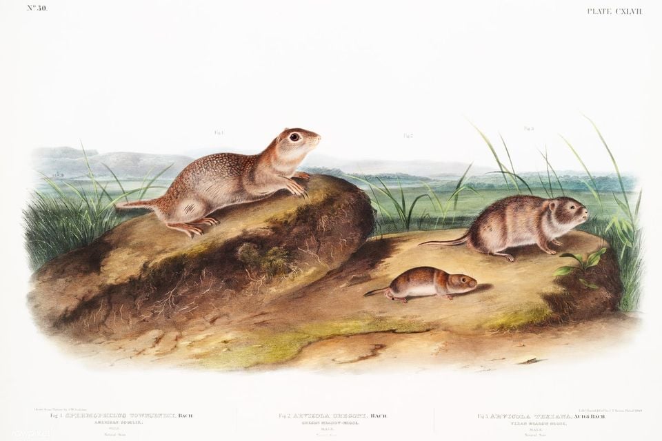 American Souslik (Spermophilus Townsendii), Oregon Meadow-Mouse (Arvicola Oregoni) and Texan Meadow Mouse (Arvicola Texiana) from the viviparous quadrupeds of North America (1845) illustrated by John 