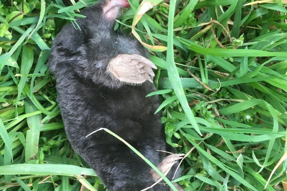 Live Townsend's mole in green grass, broad pale forepaw and pointed pink snout visible