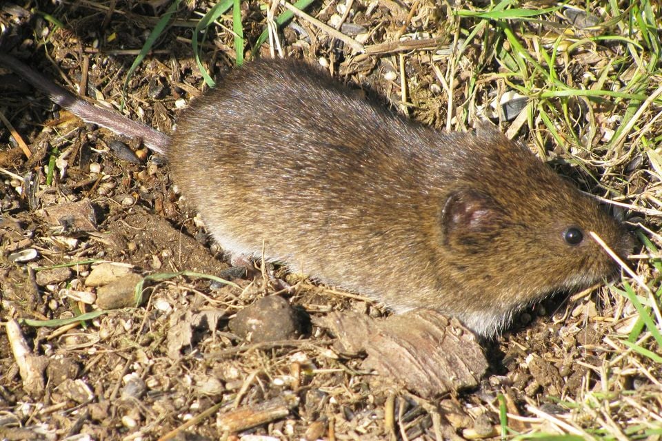 Twnsend's Vole 9247a