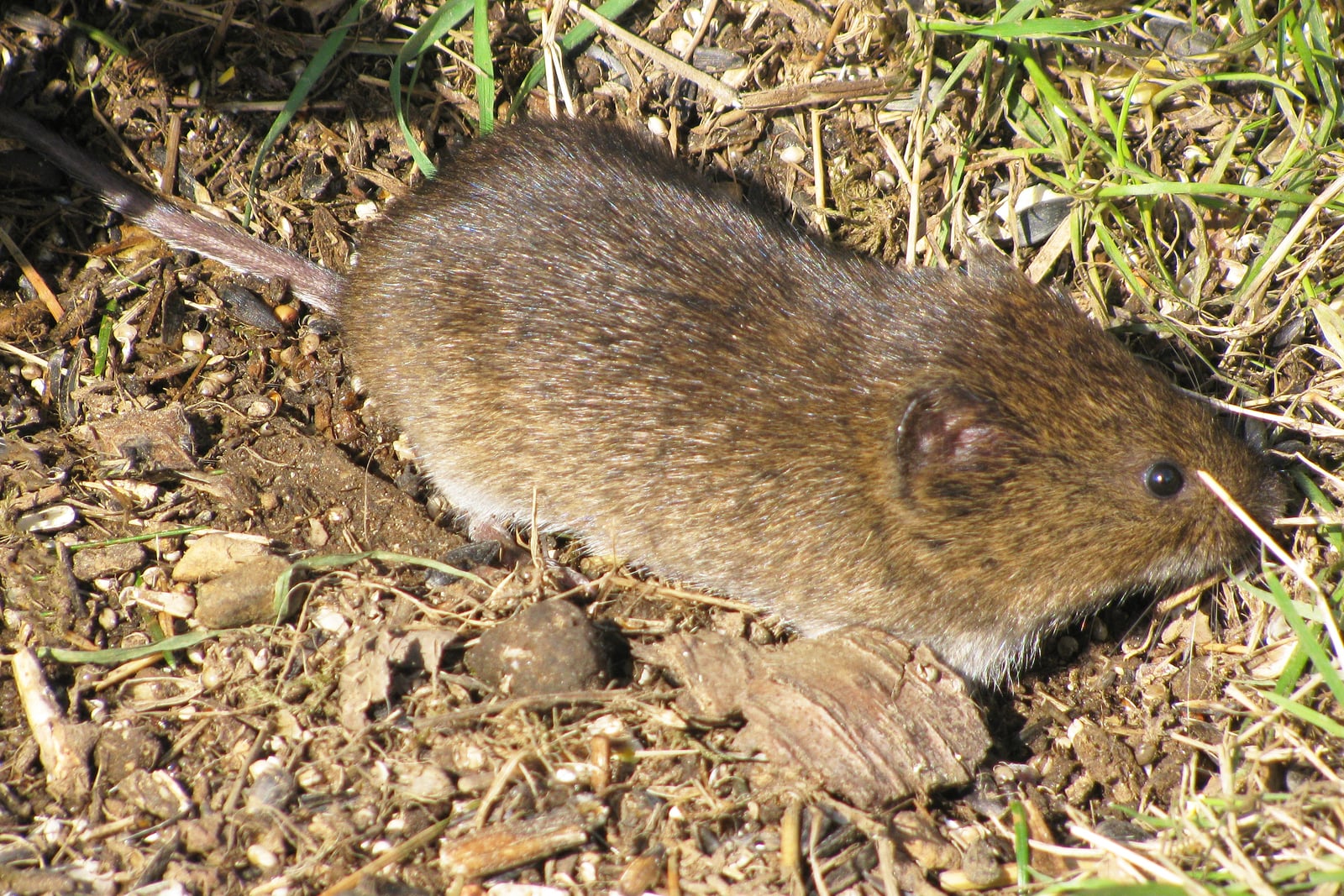 Twnsend's Vole 9247a