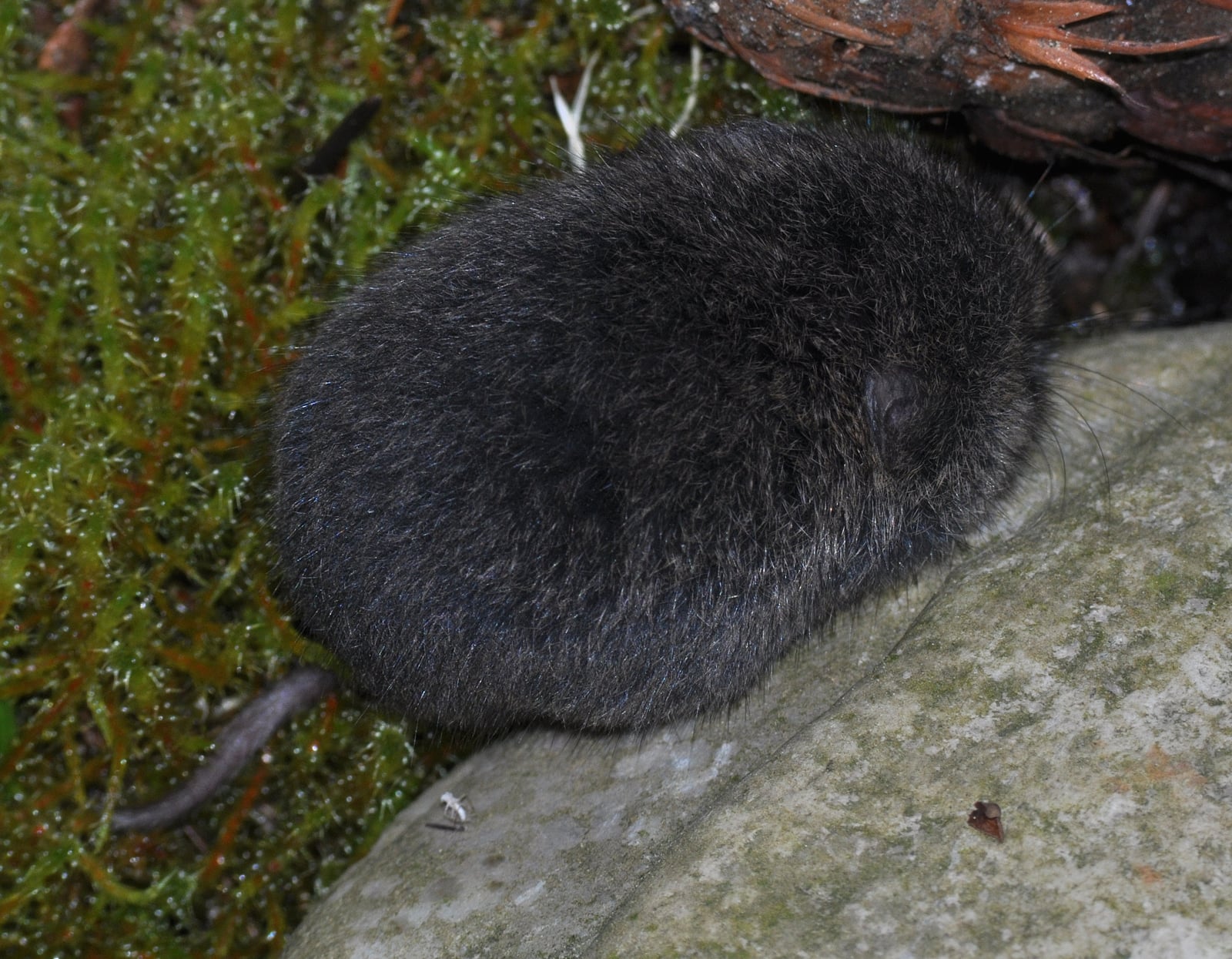 Townsend's Vole (Microtus townsendii)