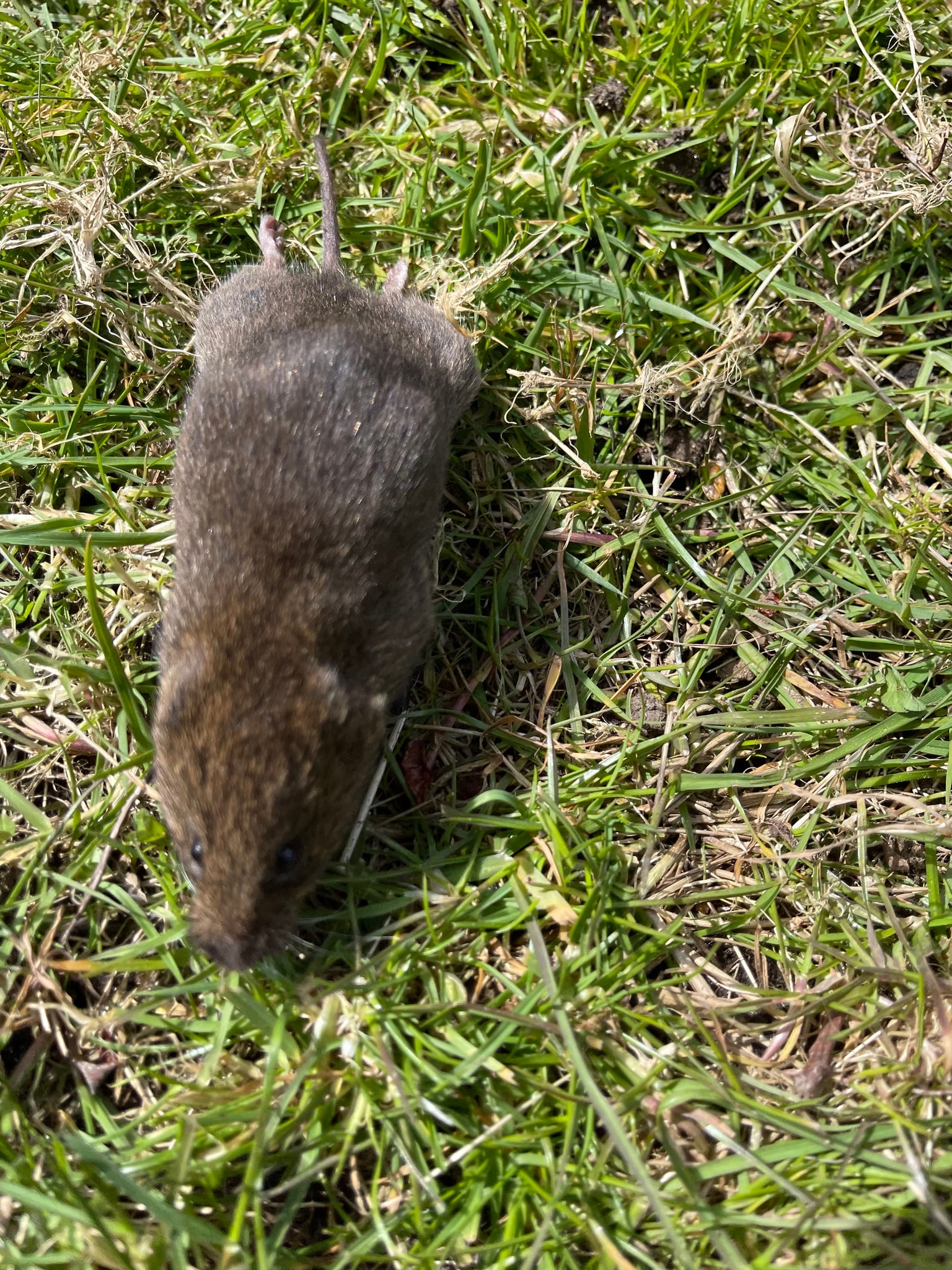 Live Townsend's vole seen from above walking through short grass