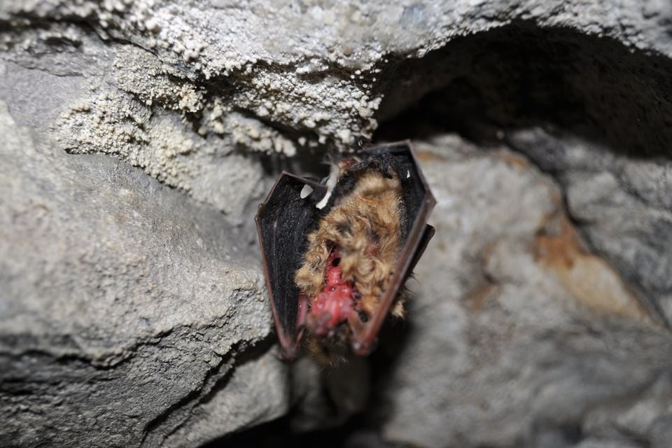 Tricolored Bat hibernating on a limestone mine wall