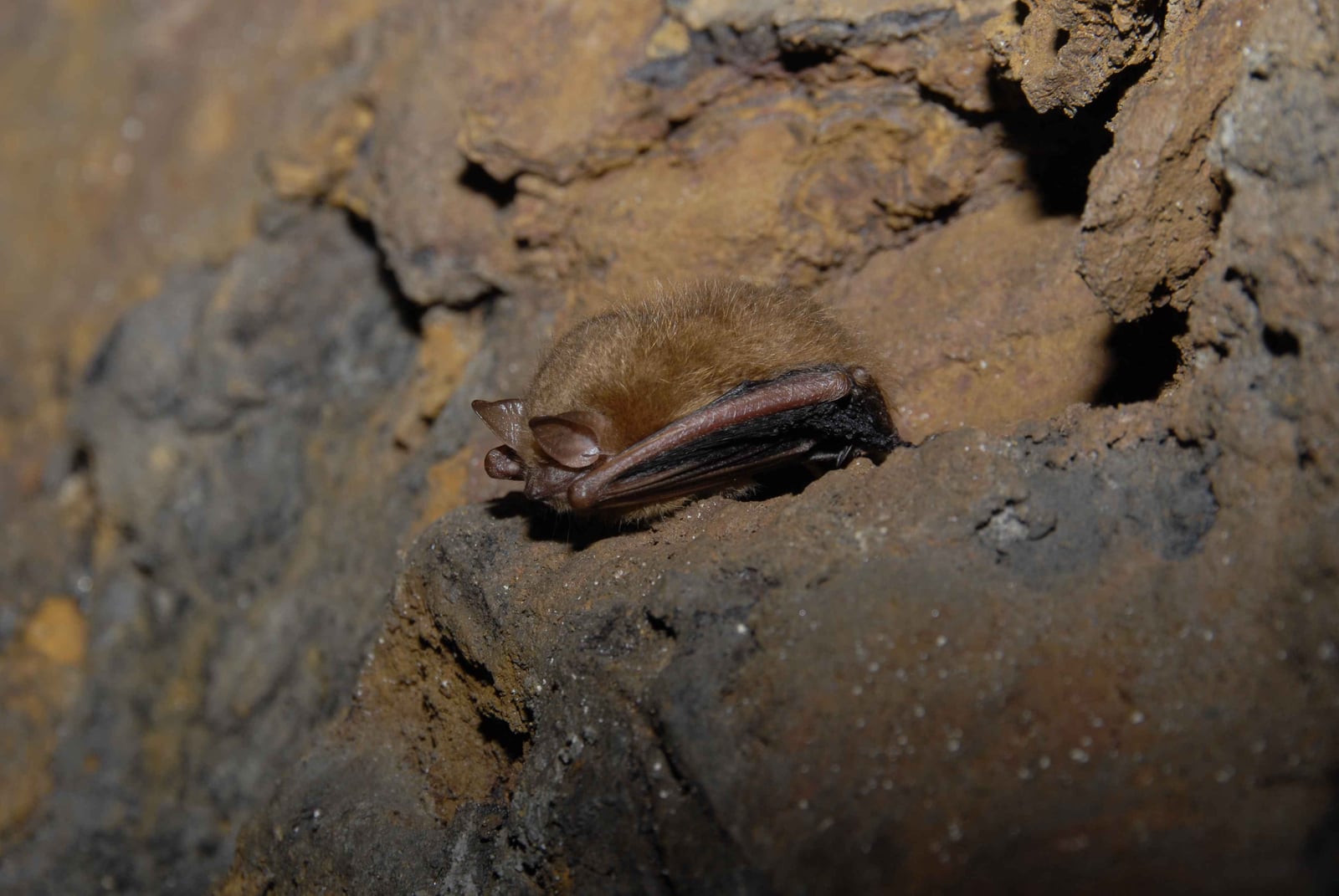 Tricolored Bat hibernating on a limestone mine wall