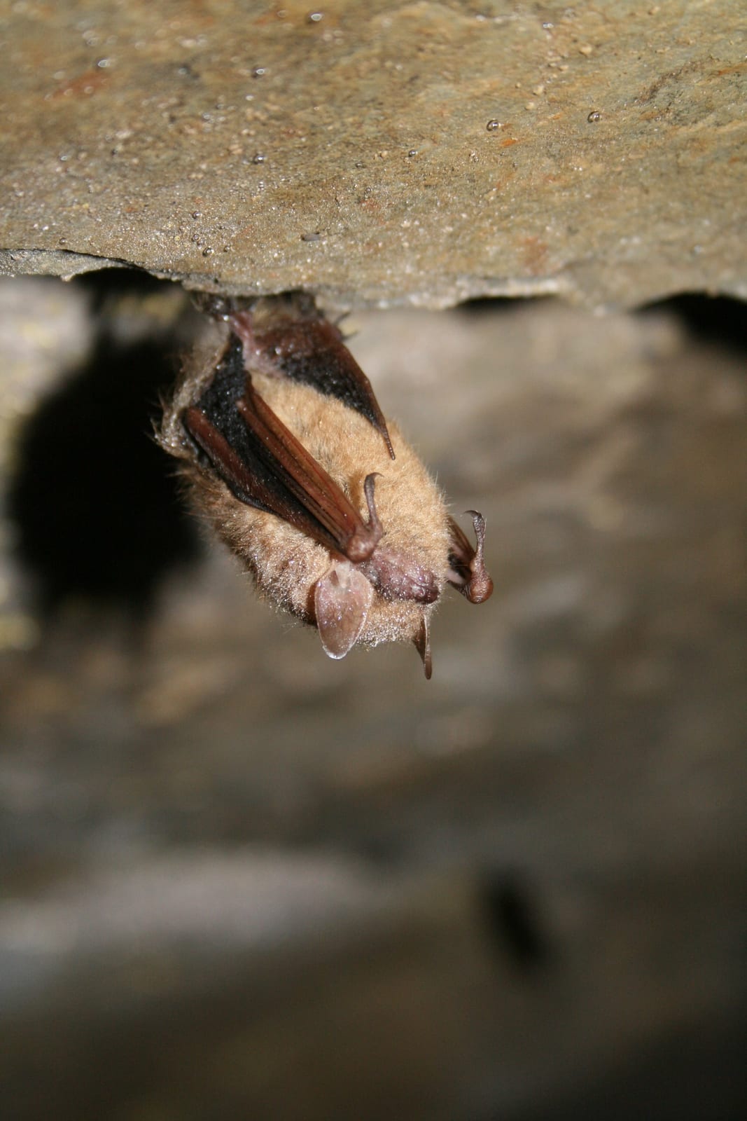 Tricolored Bat hanging from a cave ceiling with pale belly fur visible