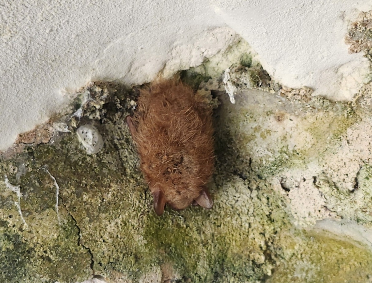 Tricolored Bat roosting in a shallow concrete crevice
