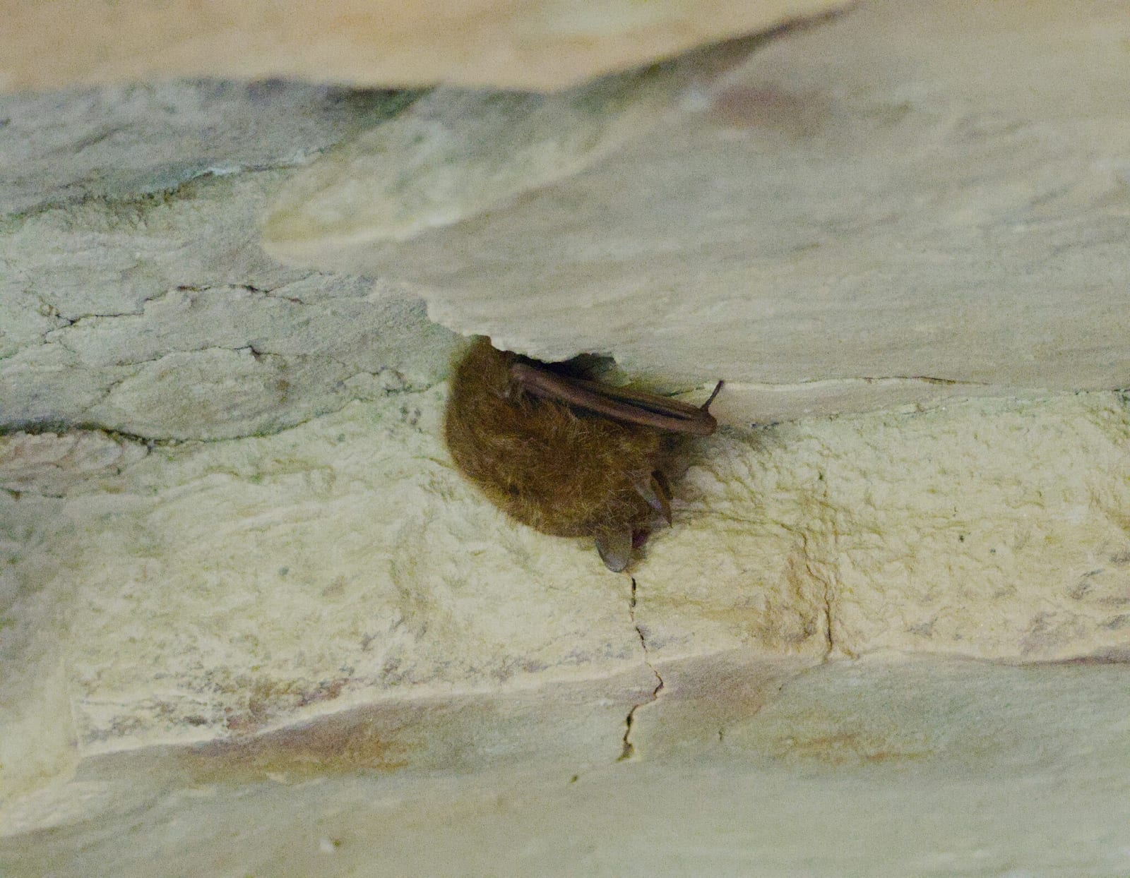 Tricolored Bat tucked against a pale cave wall