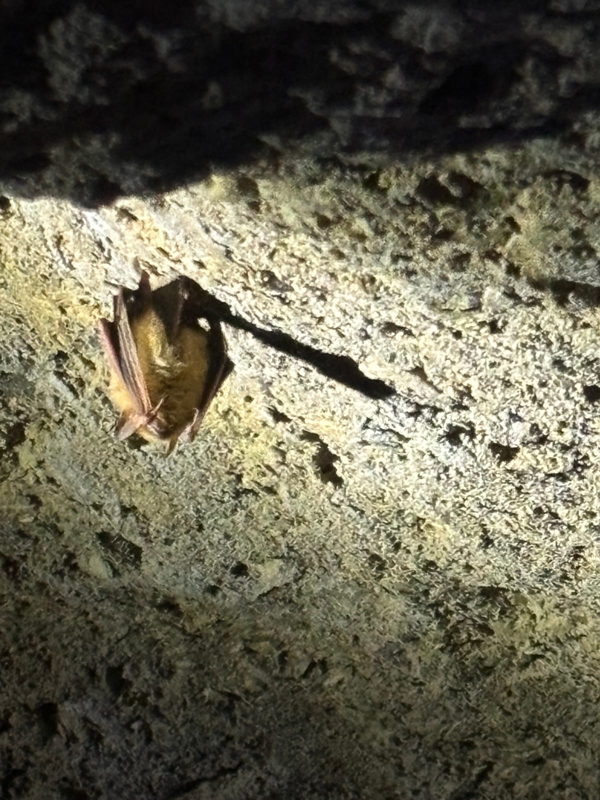 Tricolored Bat roosting under a dark cave overhang