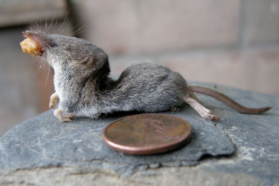 Trowbridge's shrew beside a penny for scale, holding food in its mouth
