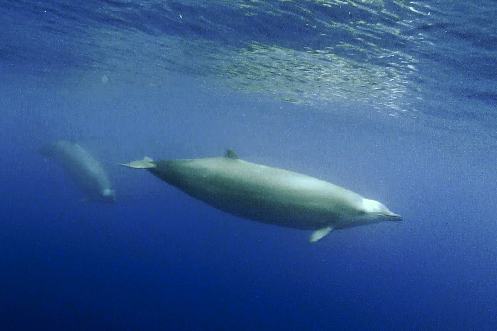 True's beaked whale swimming underwater off Pico in the Azores