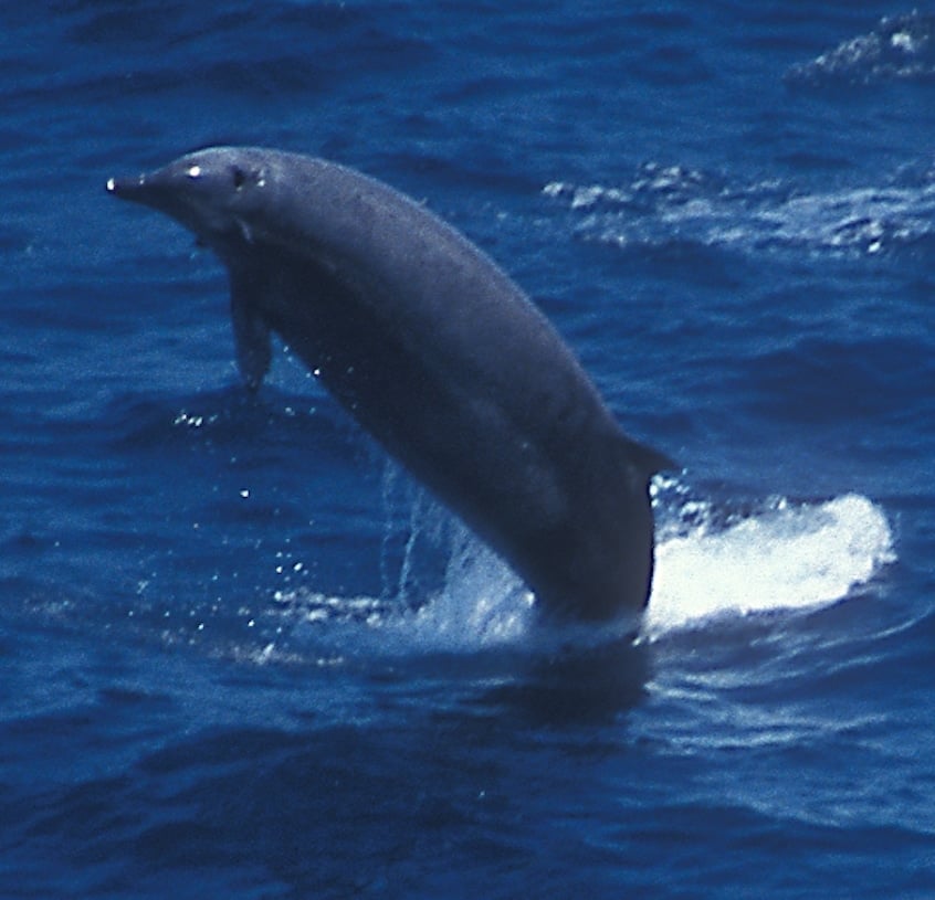 True's beaked whale breaching at the surface