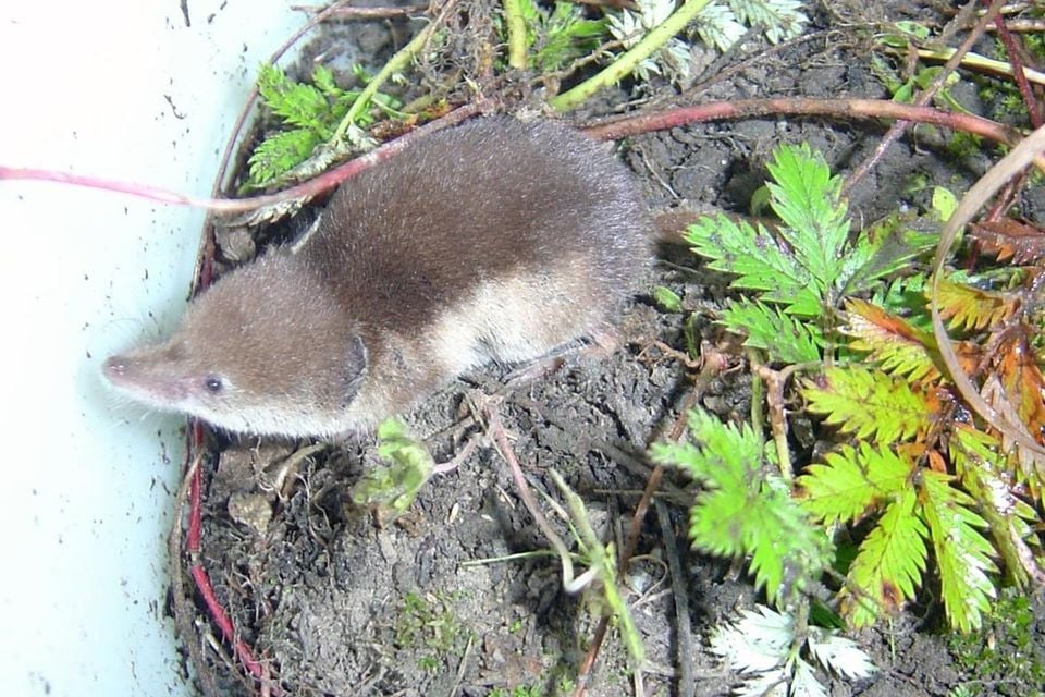 Tundra shrew (Sorex tundrensis)