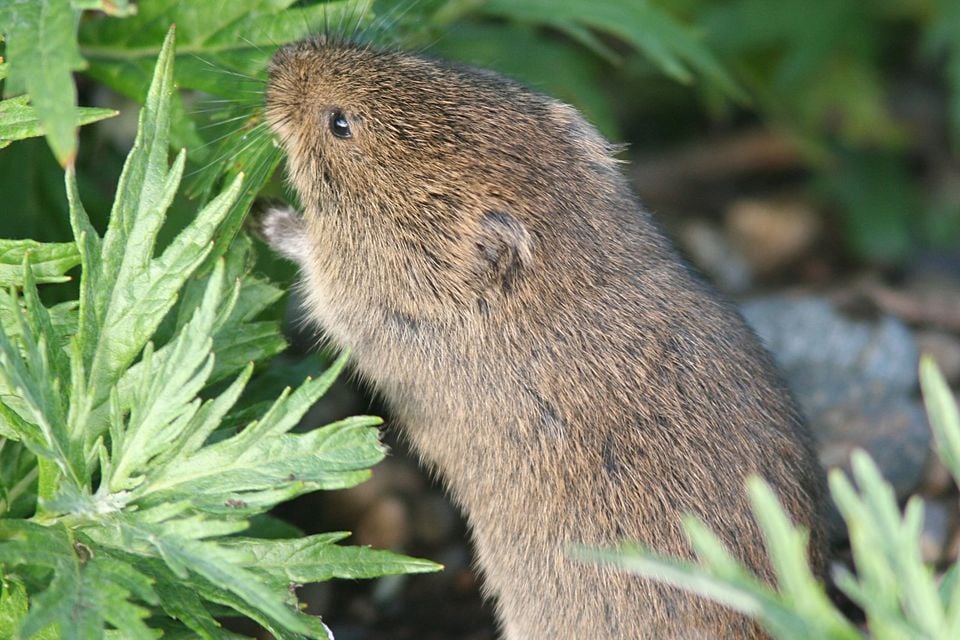 VOLE, TUNDRA (microtus oeconomus) (9-4-08) gambell, ak -2 (2834490753)