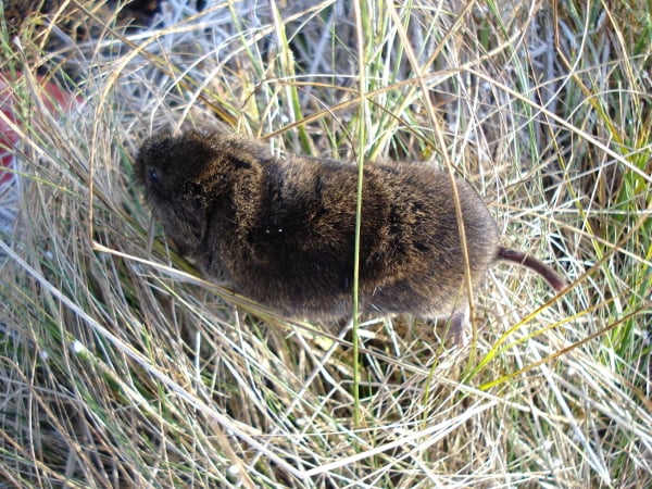 Live tundra vole seen from above nestled in dry grass