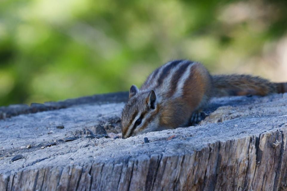Uinta Chipmunk in natural habitat