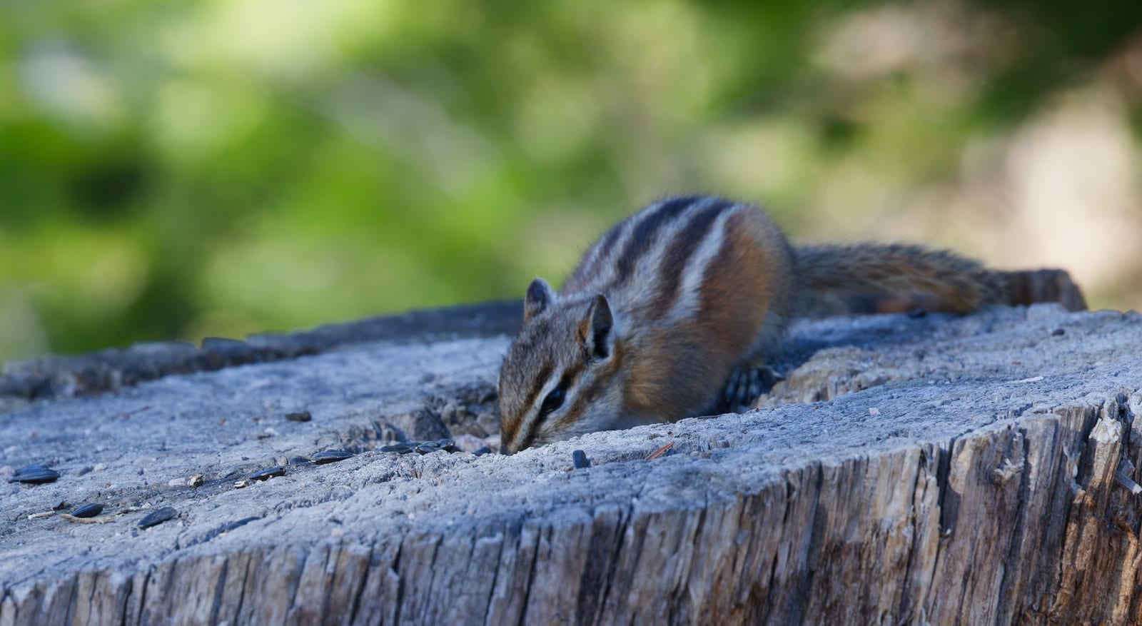 Uinta Chipmunk in natural habitat
