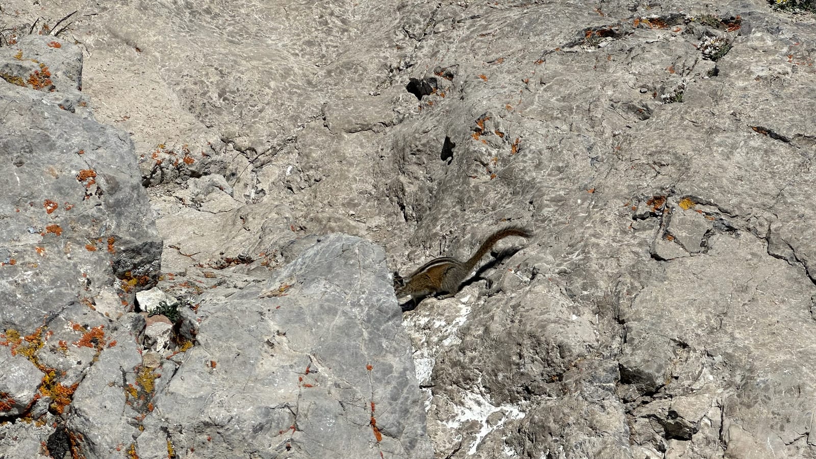 Uinta Chipmunk (Neotamias umbrinus)
