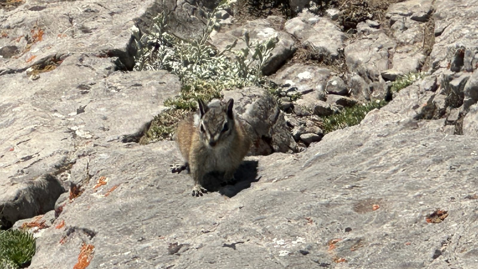 Uinta Chipmunk (Neotamias umbrinus)