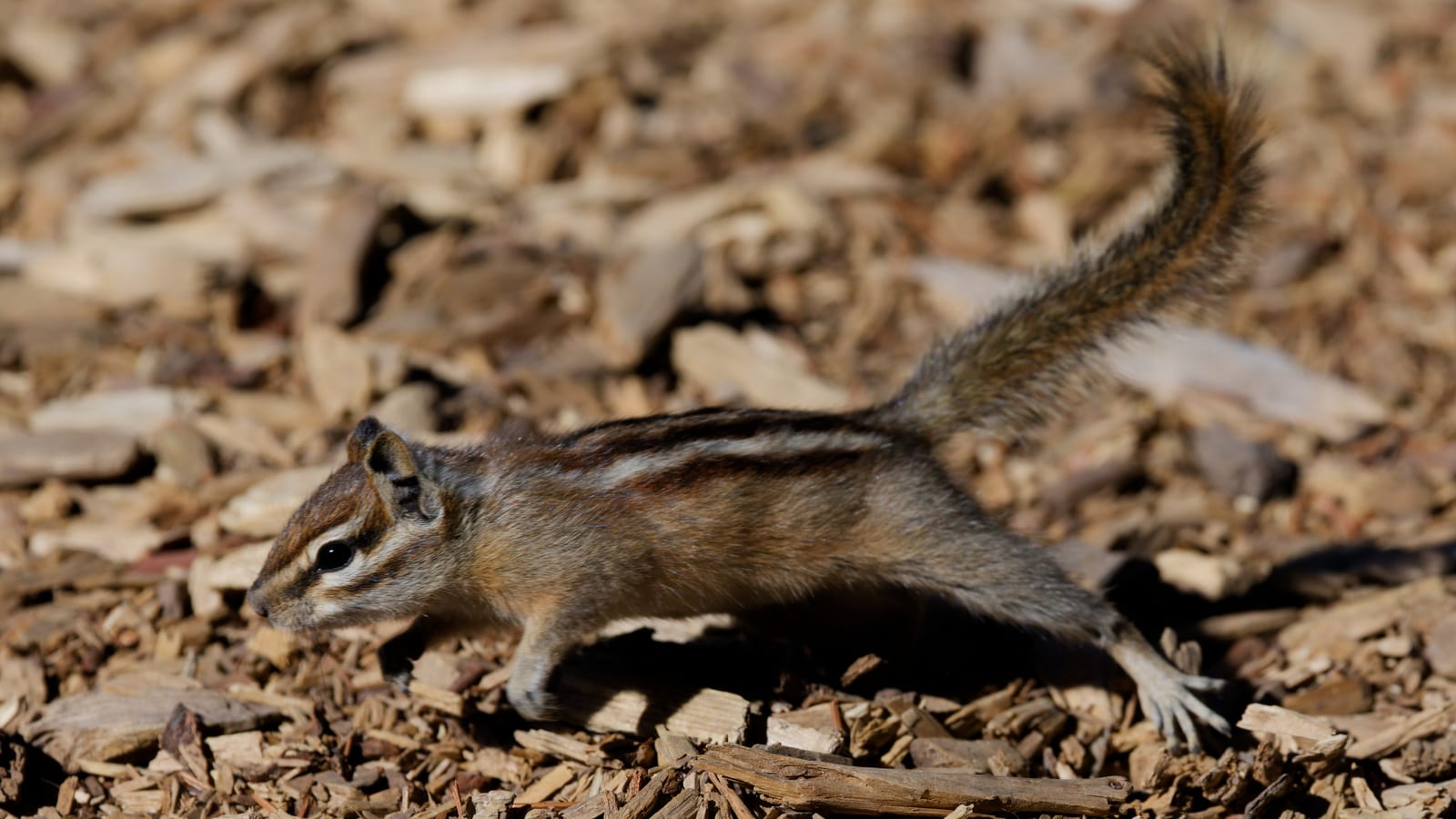 Uinta Chipmunk (Neotamias umbrinus)