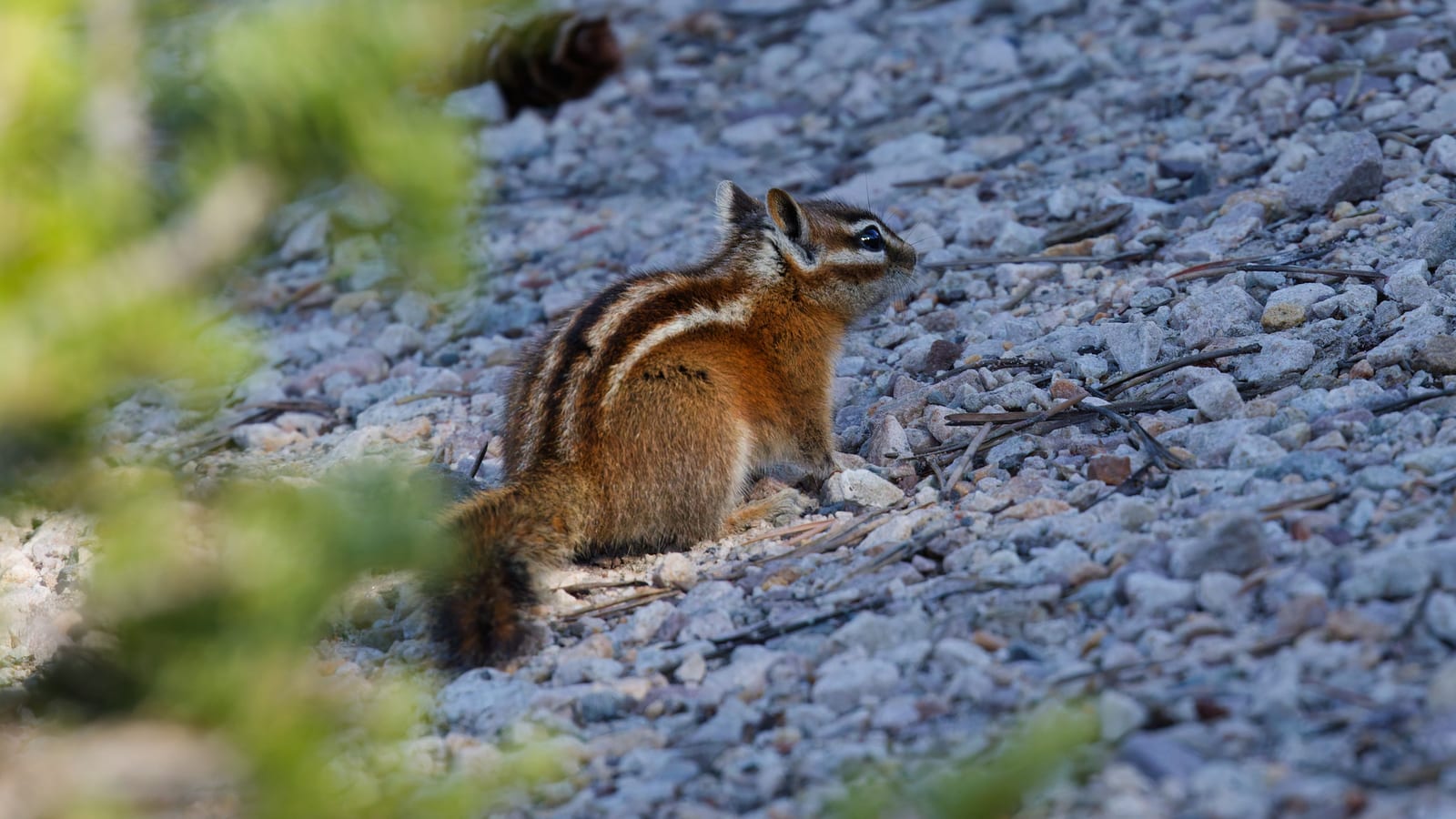 Uinta Chipmunk (Neotamias umbrinus)