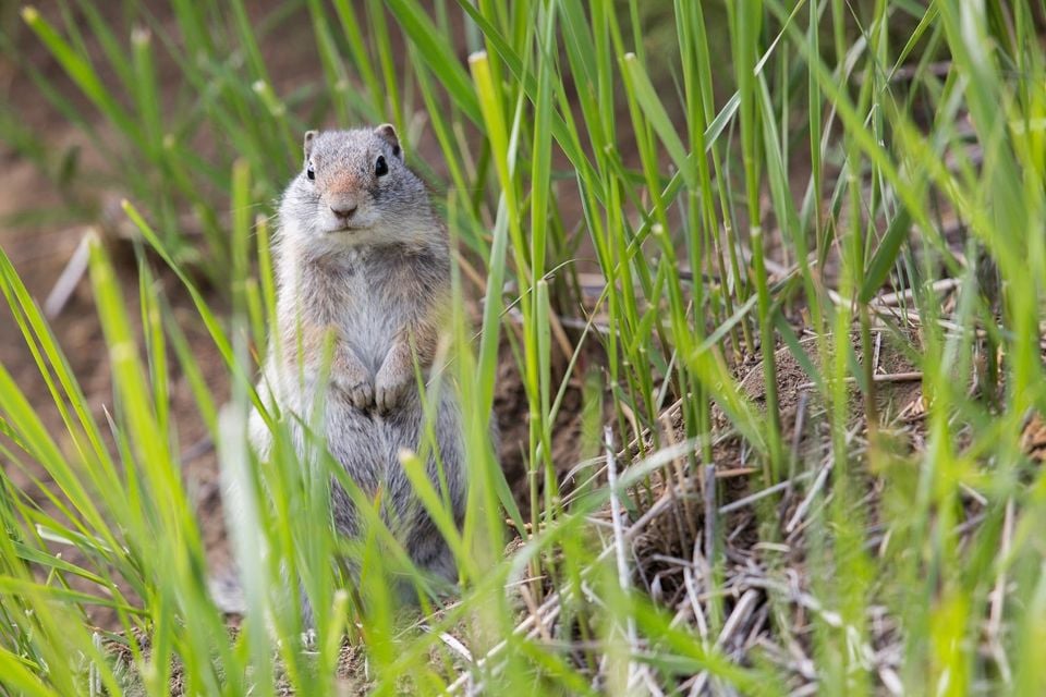 Uinta ground squirrel (14952252050)