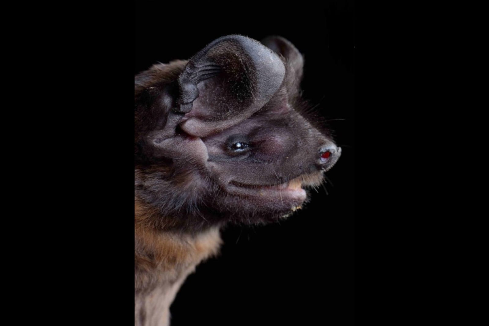 Underwood's bonneted bat close-up of the face, bonnet-like ears, and sandy-brown shoulder fur