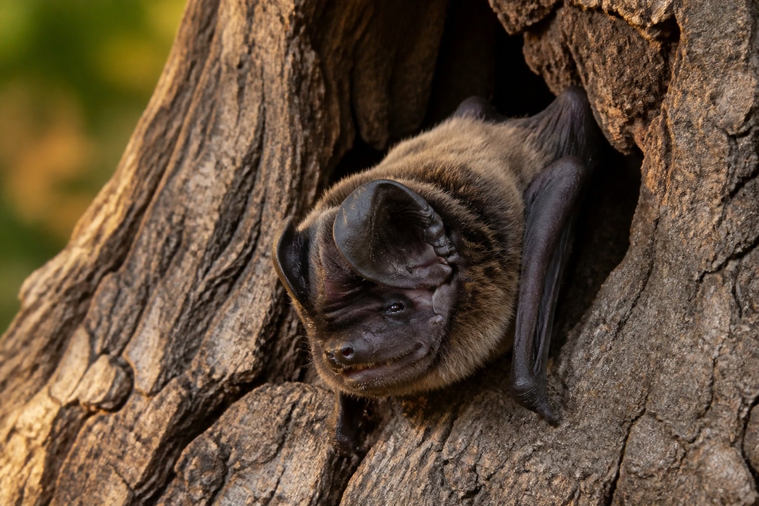 AI-generated image: Underwood's bonneted bat clinging at a tree hollow entrance. No additional license-safe photograph of this species exists. This image was generated with AI from verified reference material and reviewed by our editorial team for accuracy