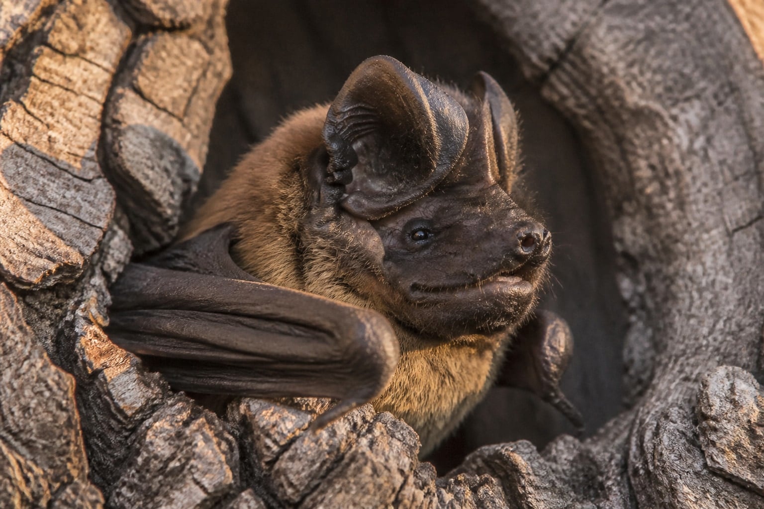 AI-generated image: Underwood's bonneted bat roosting in a rock crevice. No additional license-safe photograph of this species exists. This image was generated with AI from verified reference material and reviewed by our editorial team for accuracy