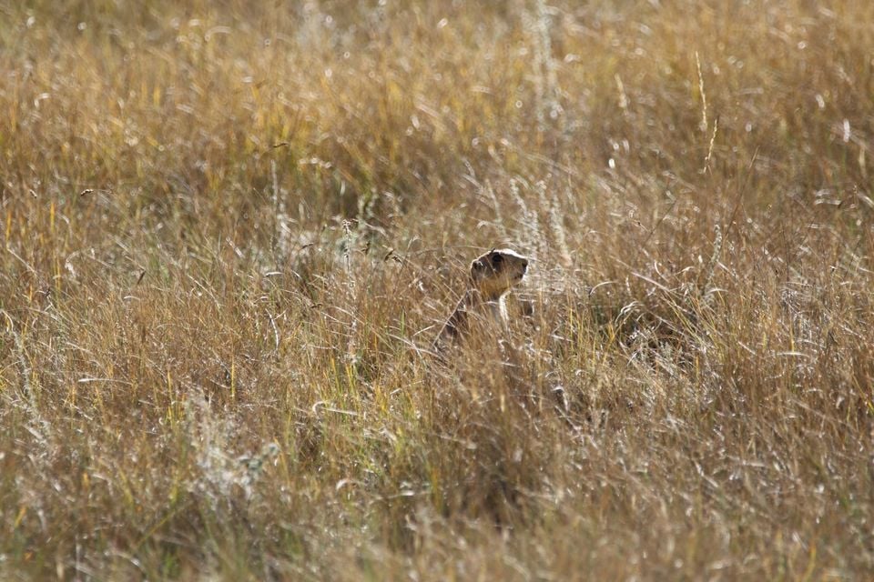 Cynomys parvidens (29773080212)