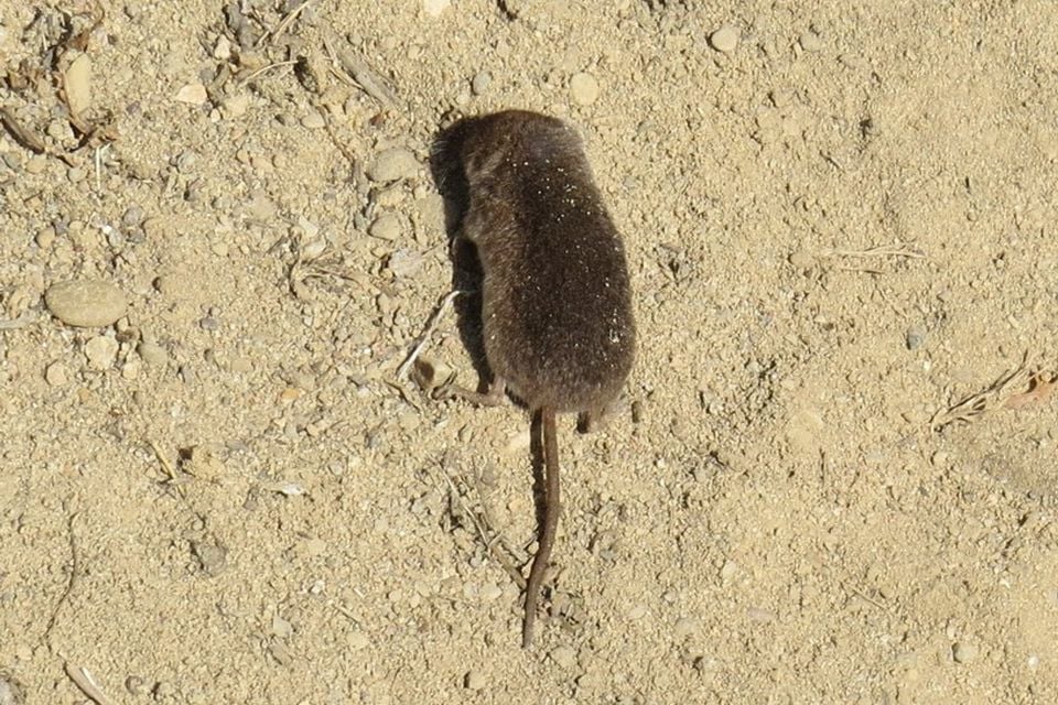Vagrant shrew crossing bare sandy ground